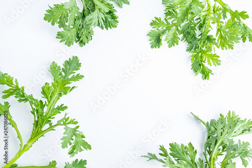 Fototapeta Naklejka Na Ścianę i Meble -  Fresh green vegetable sage