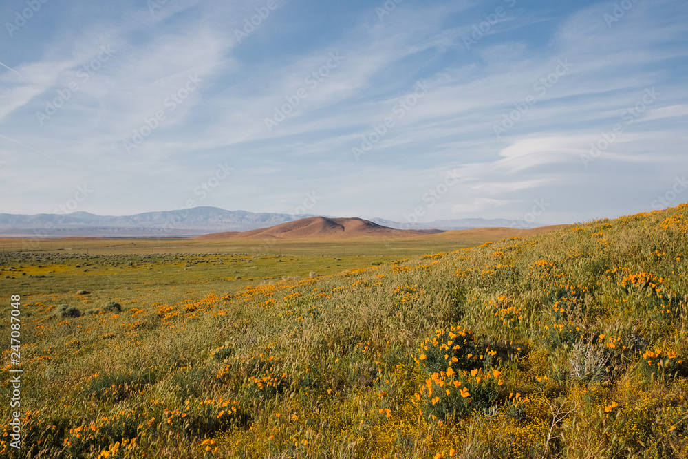 desert landscape with wild flowers and blue sky