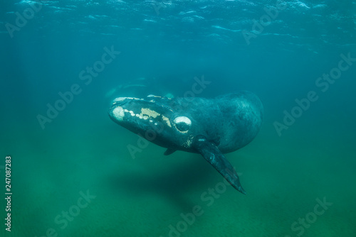 Southern right whale and her calf, Nuevo Gulf, Valdes Peninsula, Argentina.