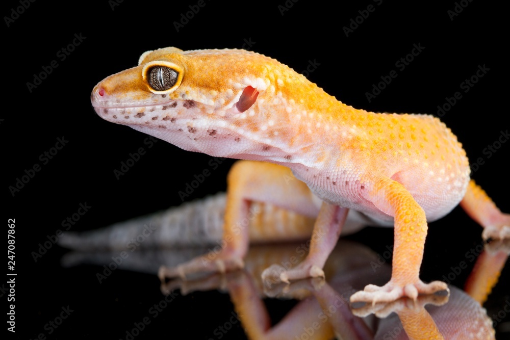 Obraz premium Leopard Gecko on black background