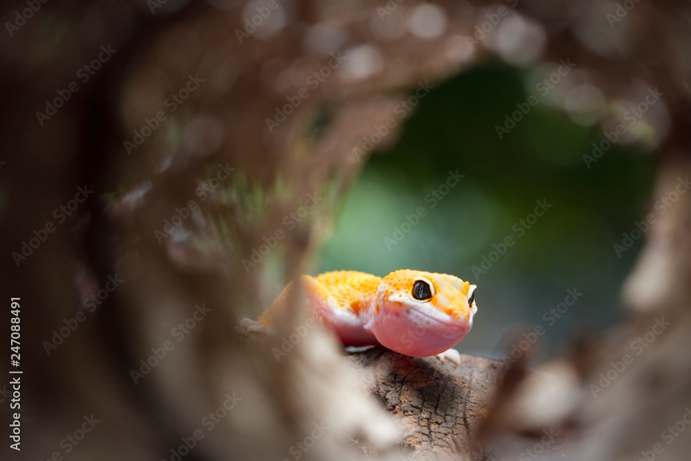 Leopard Gecko on natural background Stock Photo | Adobe Stock