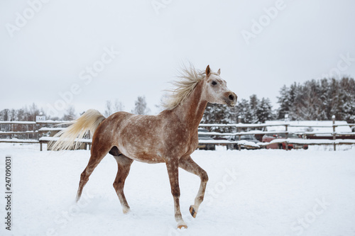 Purebred Arabian stallion on the parade ground