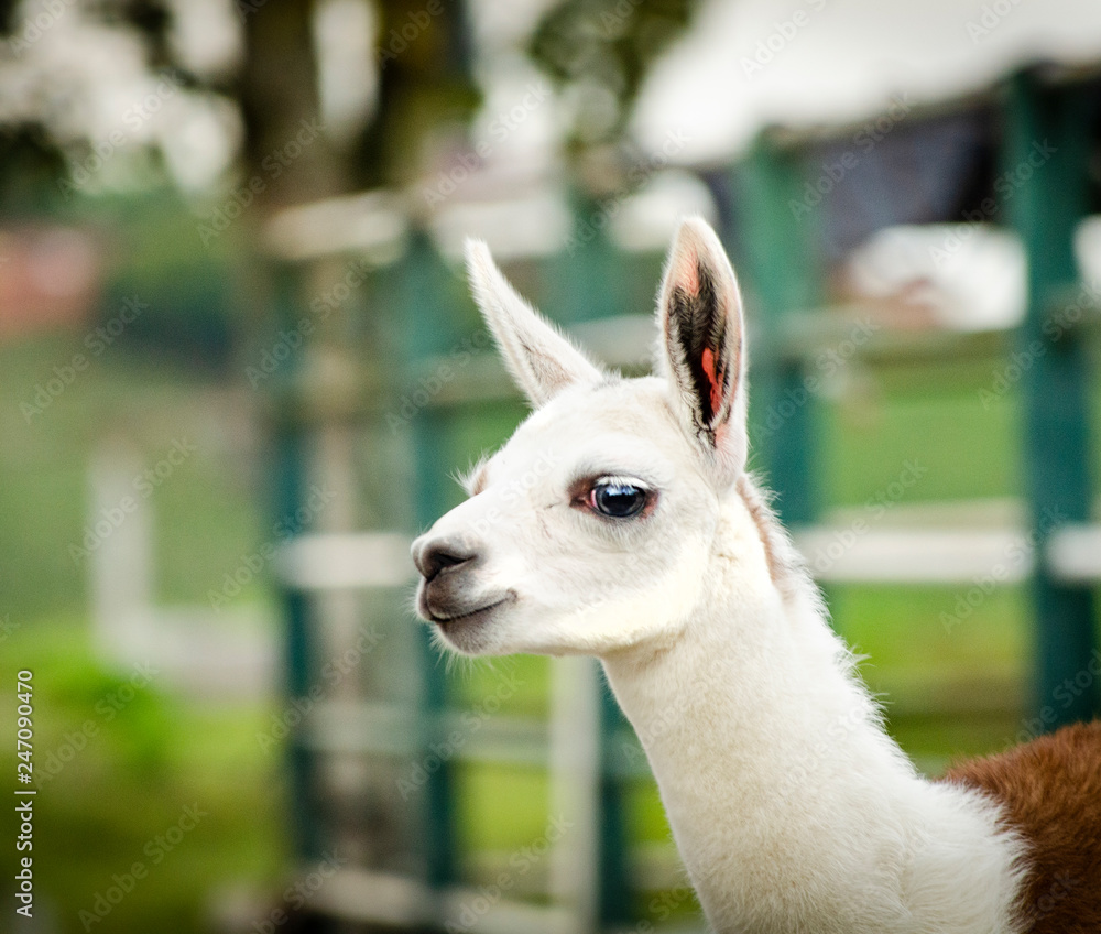 Fototapeta premium Natural Alpaca Llama Animal