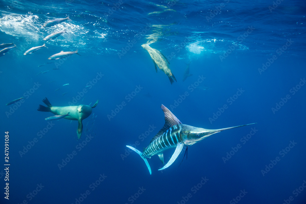 Fototapeta premium Striped marlin and California sea lions hunting sardines off the Pacific Coast of Baja California, Mexico. 