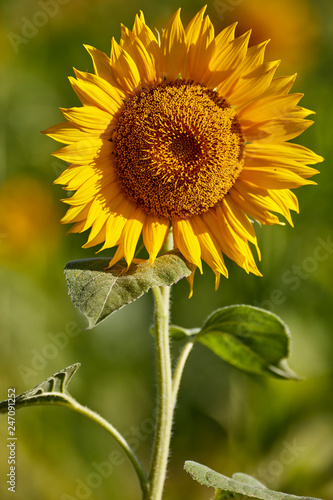 Sunflower flower under the sun