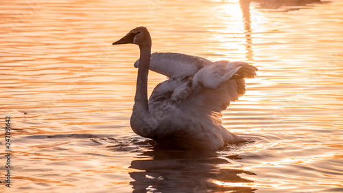 Swans are playing in open water of a lake in morning fog under sunrise