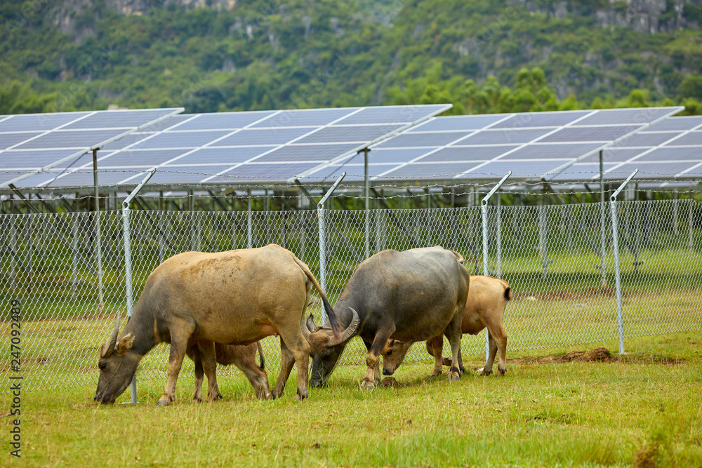 Buffalo grazing in the area of solar photovoltaic panels Buffalo grazing in the area of solar photovoltaic panels