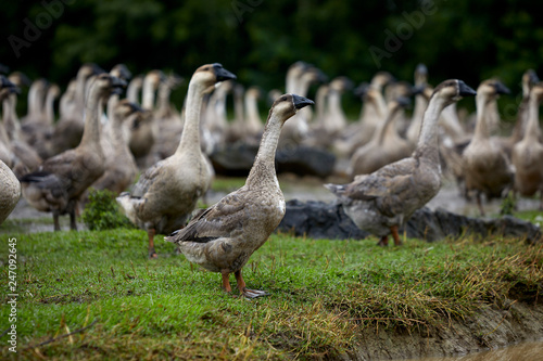 Goose playing on the green outside