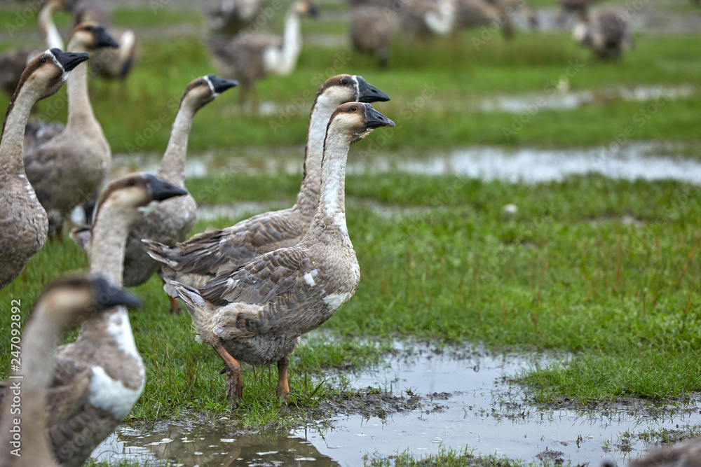 a flock of geese walking in the wild