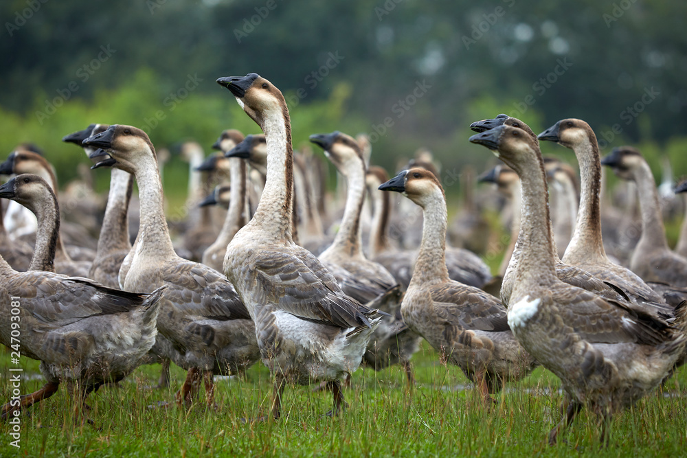a flock of geese walking in the wild a flock of geese walking in the wild