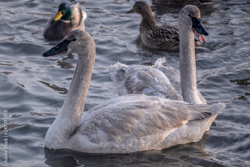 Swans are playing in open water of a lake at early spring time