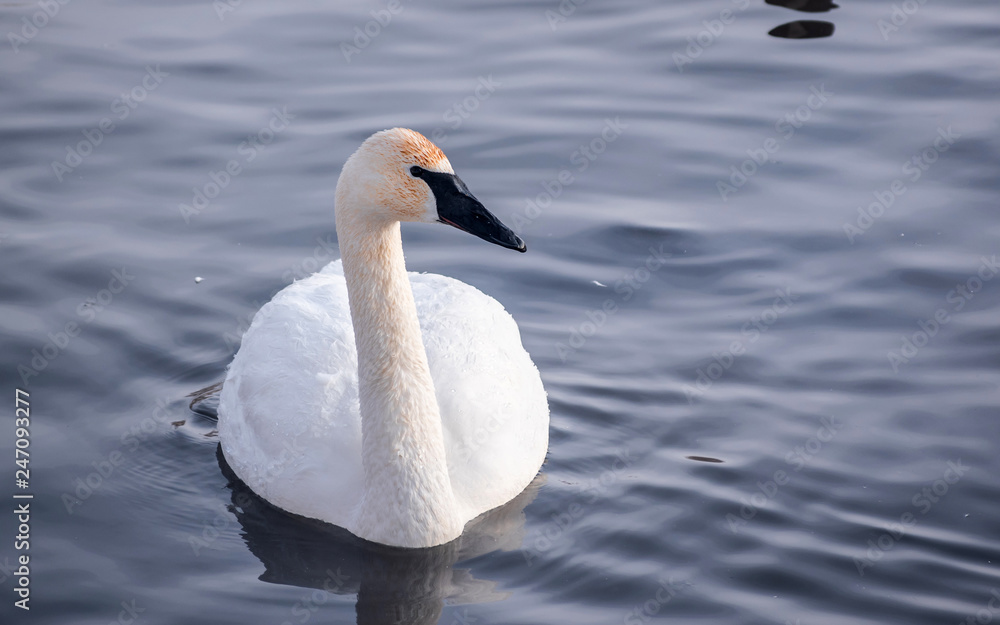 Swans are playing in open water of a lake at early spring time Swans are playing in open water of a lake at early spring time