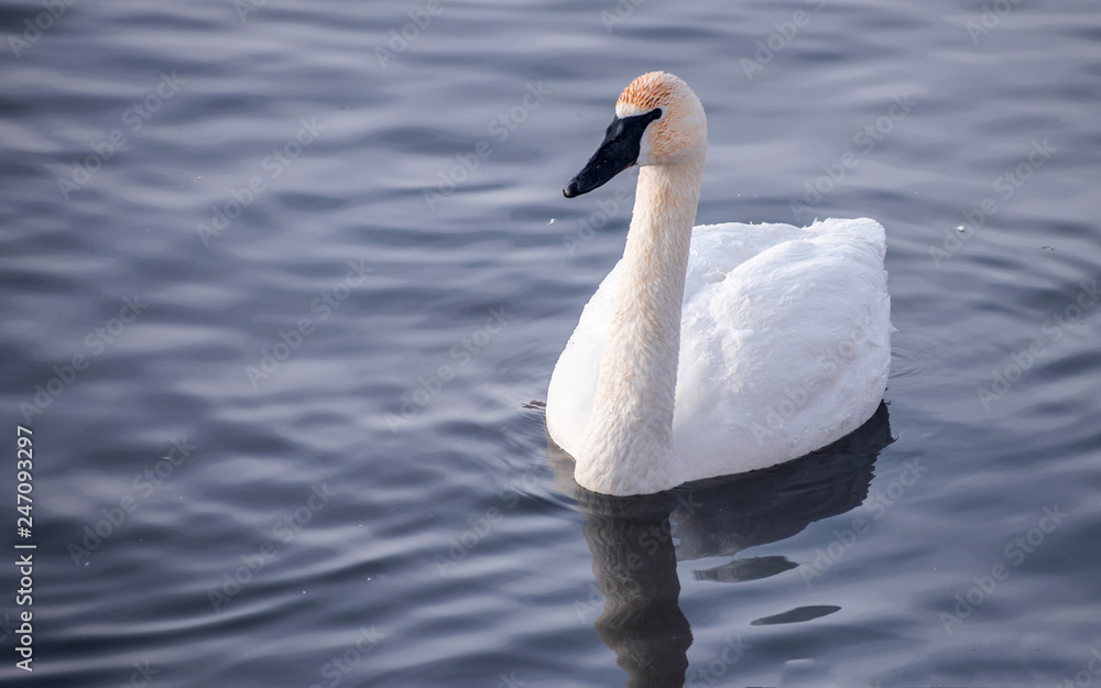 Swans are playing in open water of a lake at early spring time Swans are playing in open water of a lake at early spring time