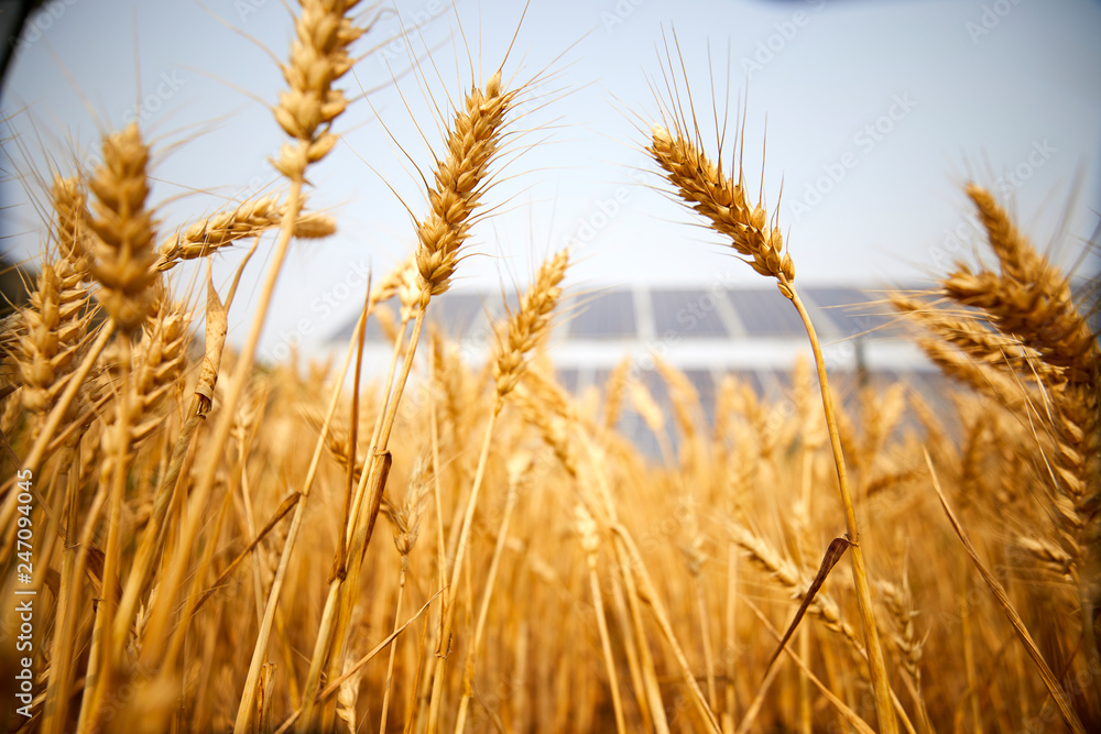 Solar photovoltaic farm light complementary wheat close-up Solar photovoltaic farm light complementary wheat close-up