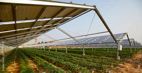 Vegetable greenhouse planted under solar photovoltaic panels