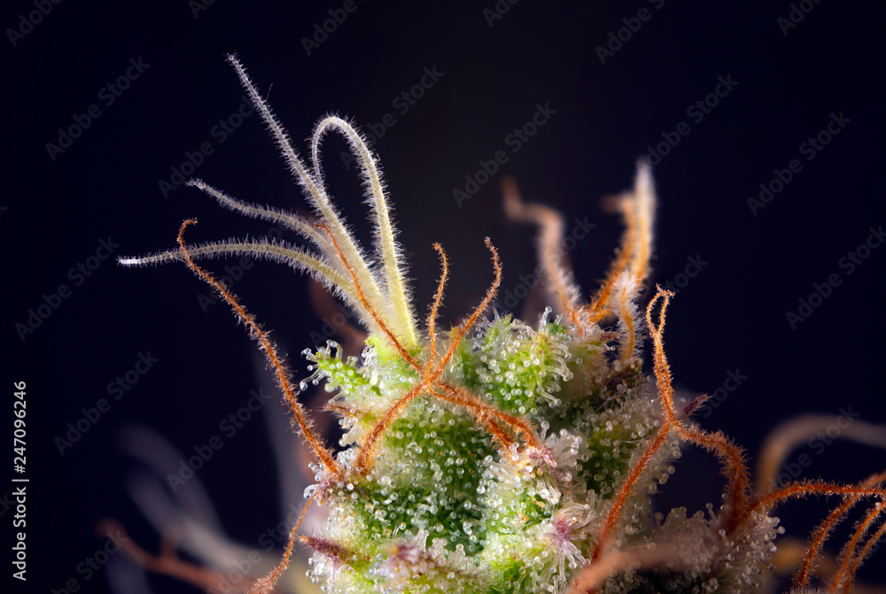 Macro detail of cannabis flower with visible hairs and trichomes Macro detail of cannabis flower with visible hairs and trichomes