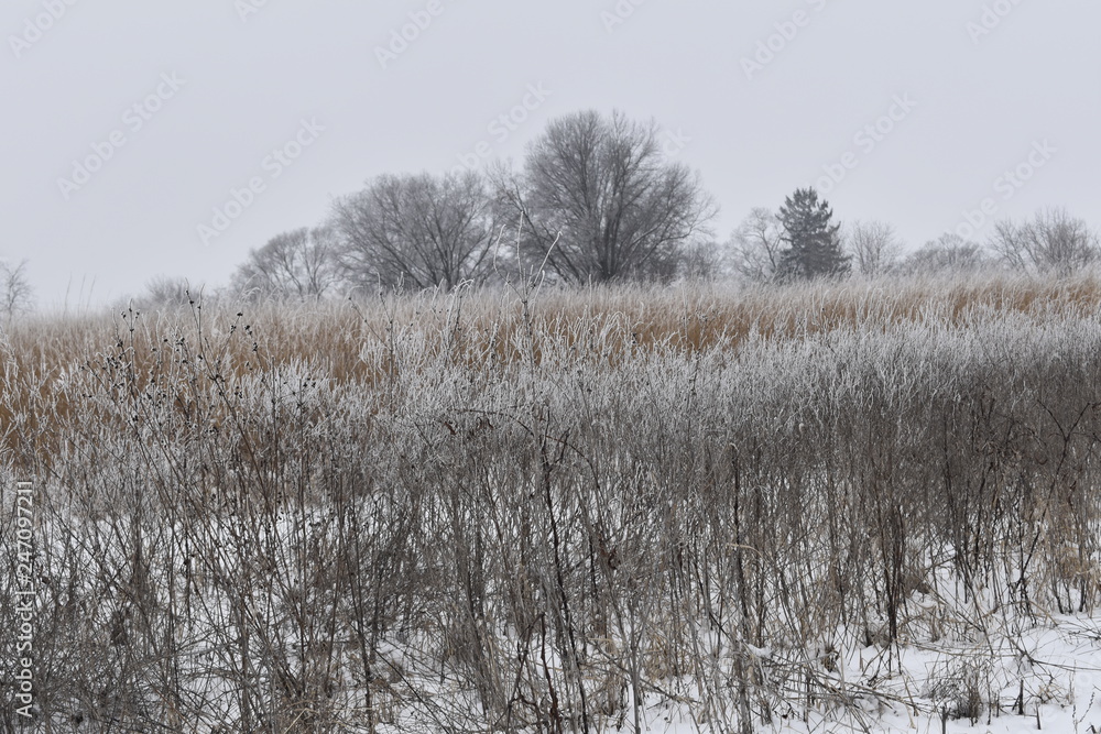 trees in winter