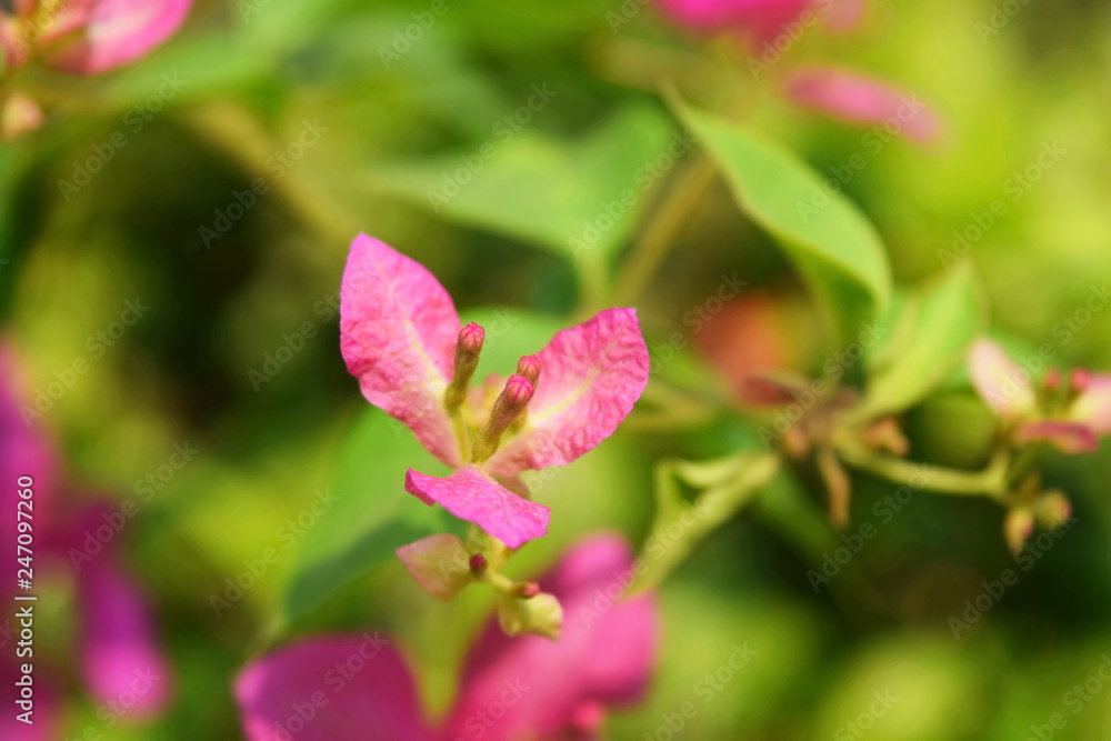 Trees are growing, cracking young leaves and flowering in the garden. Trees are growing, cracking young leaves and flowering in the garden.