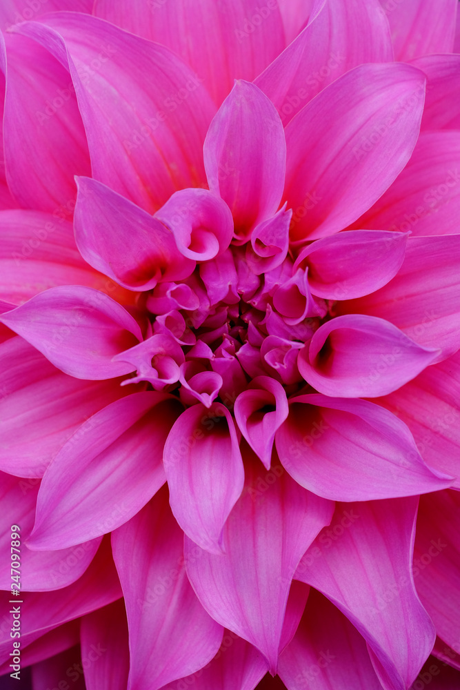 Close up of pink flower with pink petals for background or texture Close up of pink flower with pink petals for background or texture
