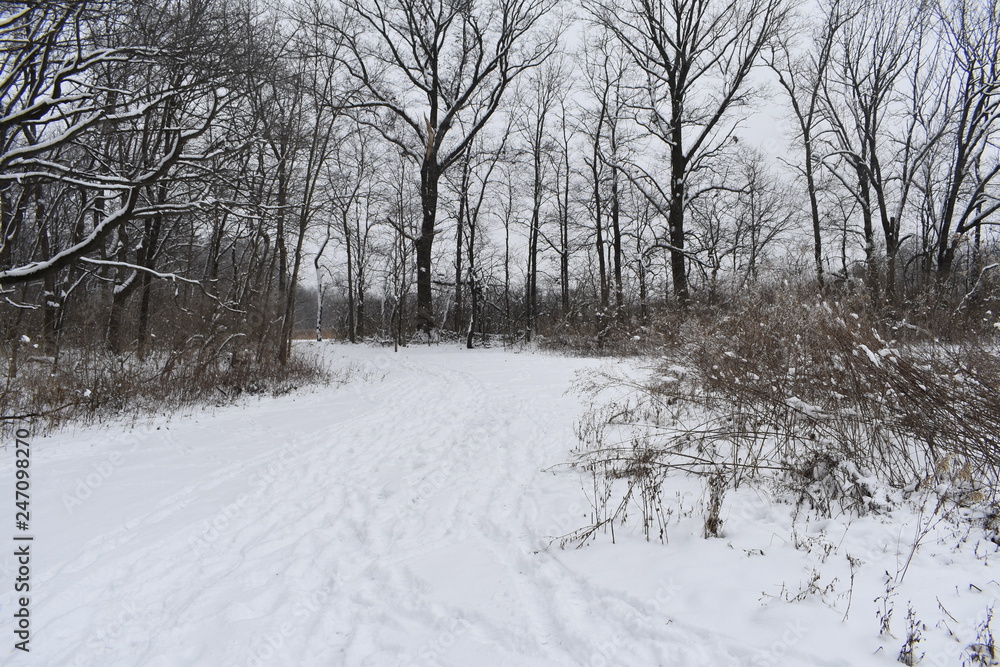 winter landscape with trees and road in winter winter landscape with trees and road in winter