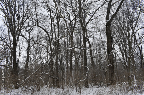 forest in winter © steven