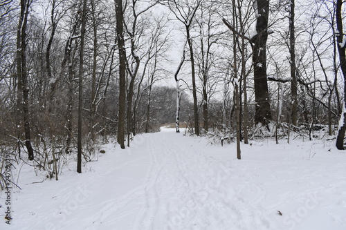 road in winter forest © steven