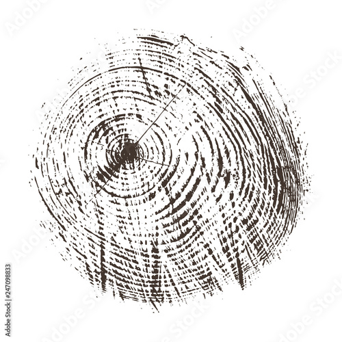 Wood texture of growth ring pattern from a slice of tree. Cut monotone wooden stump isolated on white.