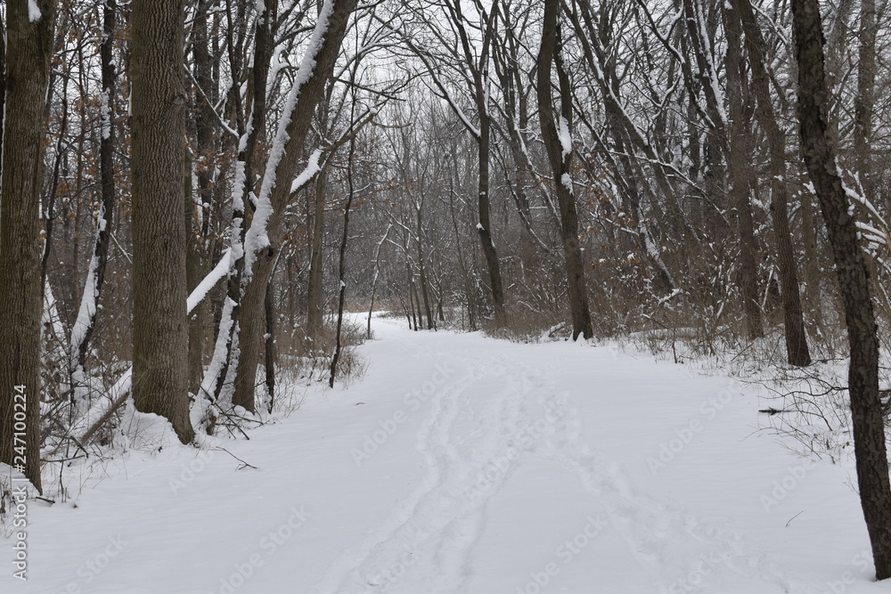 road in winter forest