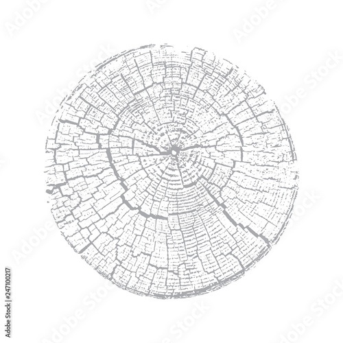 Wood texture of growth ring pattern from a slice of tree. Cut light gray wooden stump isolated on white.