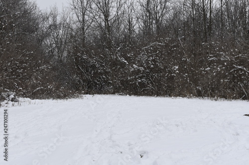 Wallpaper Mural road in winter forest Torontodigital.ca