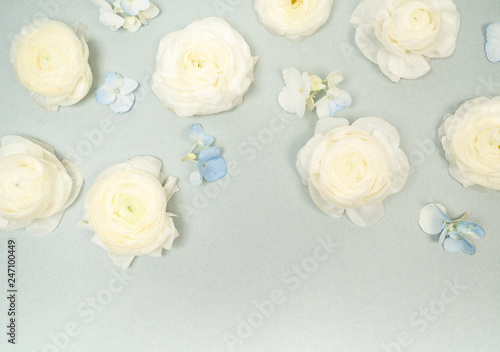 White Ranunculus Floral Background Flat Lay on Pale Blue