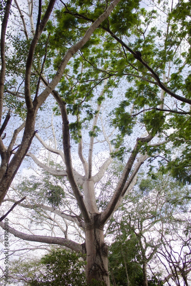 Fototapeta premium Arboles en el parque la llovizna Guayana Venezuela