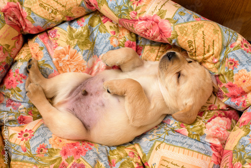 labrador puppy in a basket