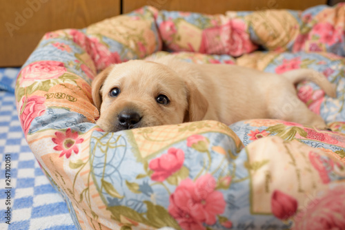 labrador puppy in a basket