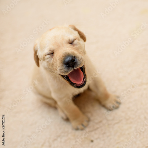 smiling labrador puppy