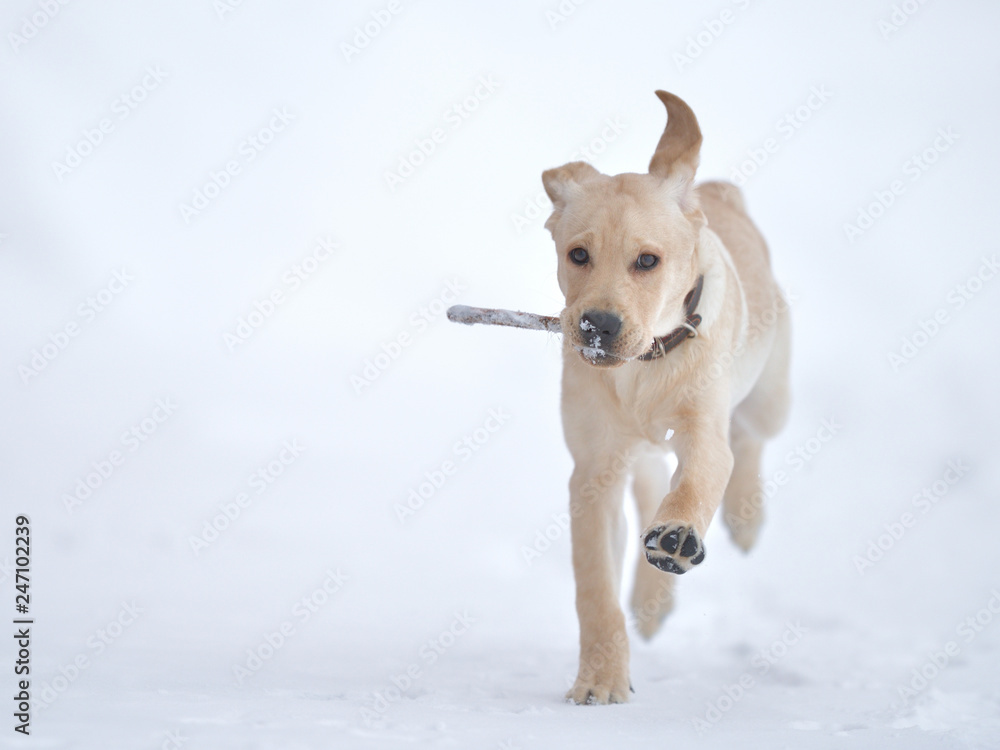 running, playing labrador puppy in winter running, playing labrador puppy in winter