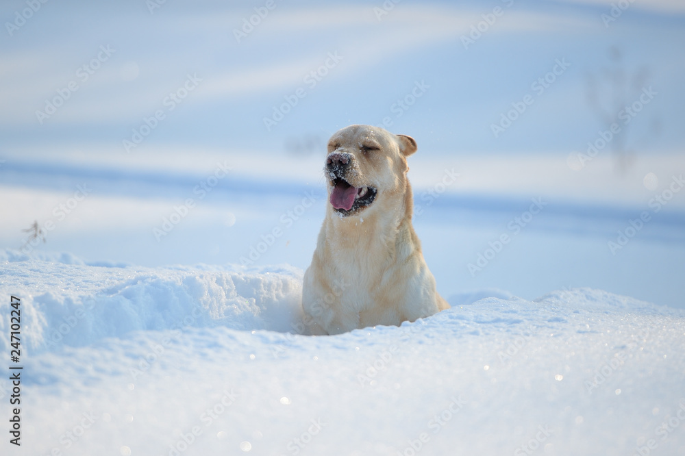 snow labrador runs