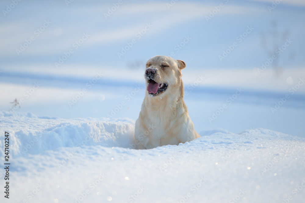 snow labrador runs