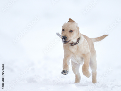 running, playing labrador puppy in winter