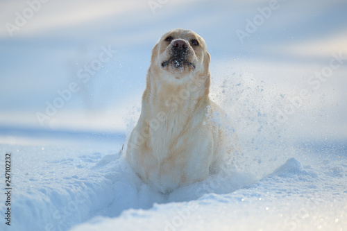 snow labrador runs