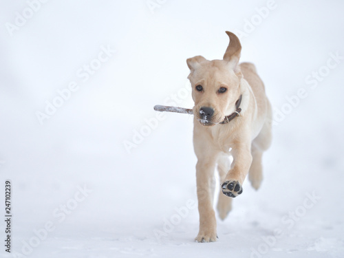 running, playing labrador puppy in winter