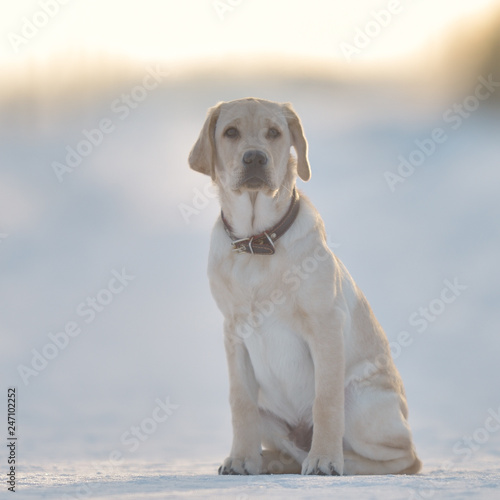 labrador on a winter walk