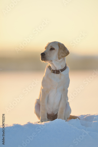 labrador on a winter walk