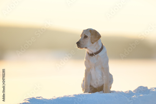 labrador on a winter walk