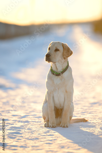 labrador on a winter walk
