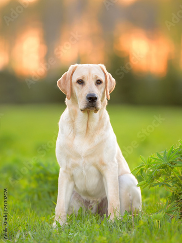 labrador in the meadow