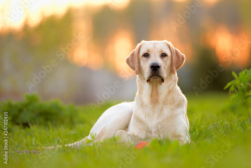 labrador in the meadow
