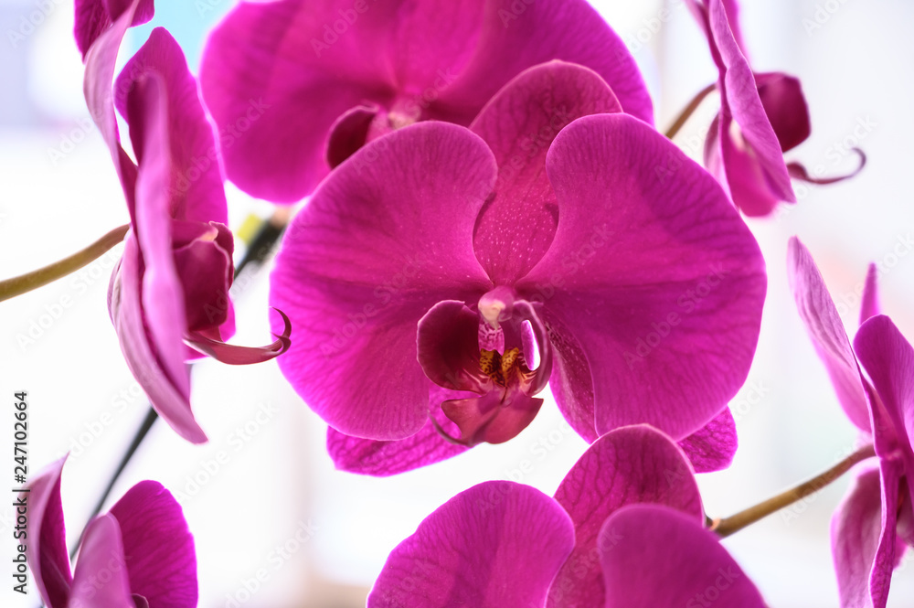 Fototapeta premium Orchid flower in garden, Thai orchids. Cymbidium hybrids Orchids, for postcard beauty and agriculture idea concept design.