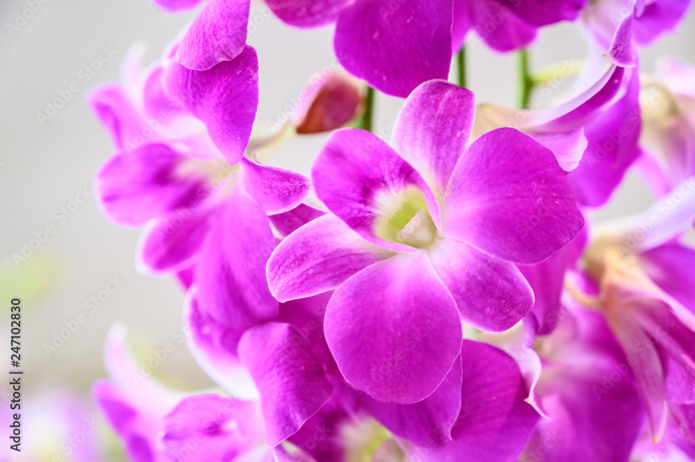 Orchid flower in garden, Thai orchids. Cymbidium hybrids Orchids, for postcard beauty and agriculture idea concept design. Orchid flower in garden, Thai orchids. Cymbidium hybrids Orchids, for postcard beauty and agriculture idea concept design.