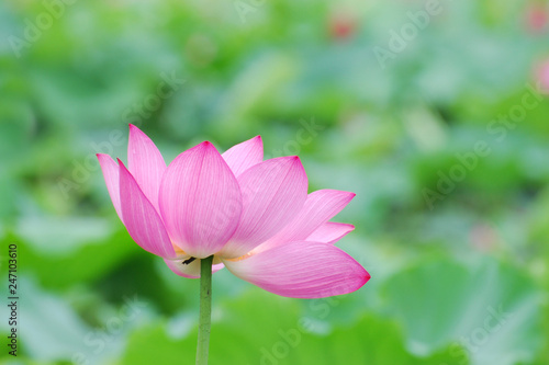 blooming lotus flower in summer pond with green leaves as background